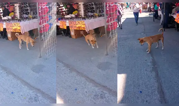 Tierno perro callejero se divierte persiguiendo el reflejo de la luz [VIDEO]