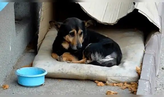 Roban almohada a perro que vivía en la calle y genera críticas en redes sociales [VIDEO]