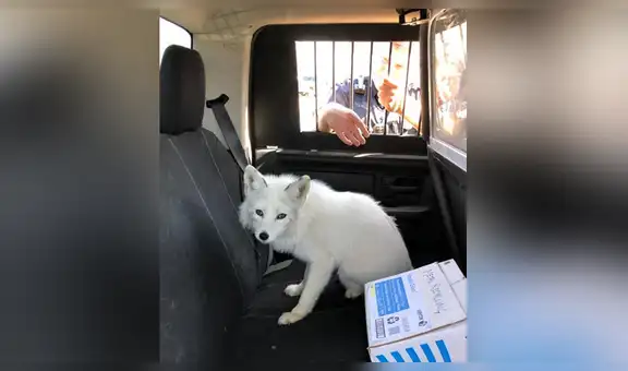 Cree que un tierno ‘perro’ invadió su patio, pero descubre que era un animal salvaje [FOTOS]