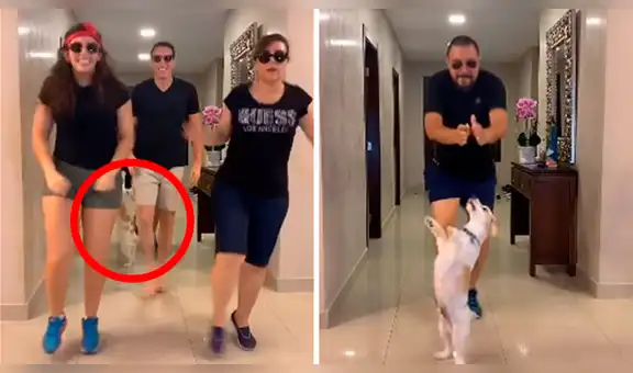 Familia arma curiosa coreografía y su perro se les une con impresionantes pasos [VIDEO]
