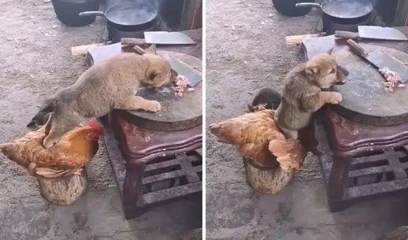 Gallina y perrito protagonizan una graciosa travesura
