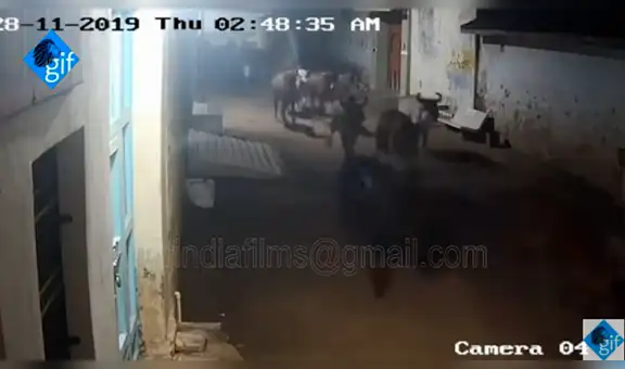 Instalan cámara de seguridad y captan el feroz ataque de leonas cazadoras en un pueblo [VIDEO]
