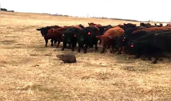 YouTube: castor demuestra que puede pastorear ganado y se vuelve viral