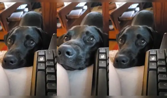 Perro es ‘ignorado’ por su dueña y tiene conmovedor gesto para llamar su atención [VIDEO]