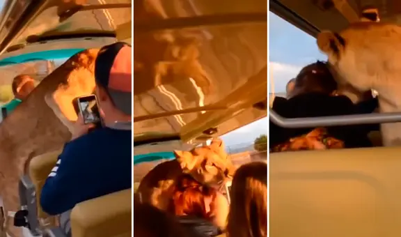 Leona sorprende a grupo de turistas al subir a vehículo de safari para recibir caricias