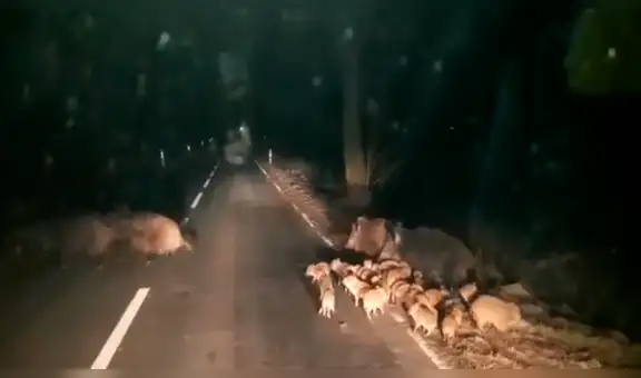 Joven manera por carretera deshabitada y encuentra impensadas criaturas [VIDEO]