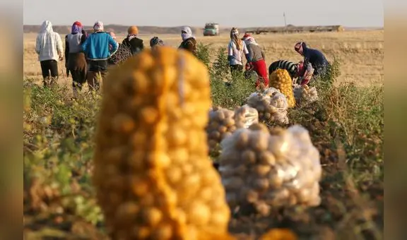 Precios de los alimentos alcanzaron niveles récord durante el 2022, según la FAO