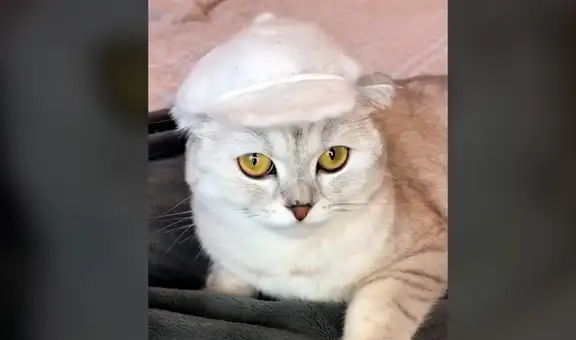 Joven recolecta el pelo de su gata para hacerle peculiares sombreros y se vuelve viral [VIDEO]
