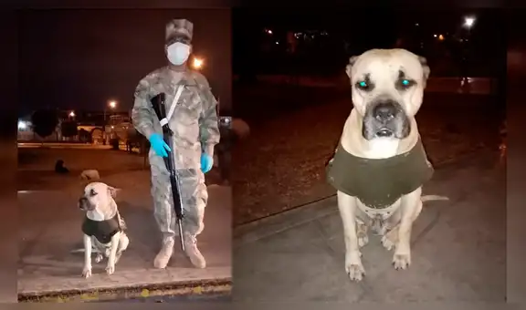 Perro abandonado se vuelve el mejor amigo de soldado en las madrugadas de cuarentena [FOTOS] 