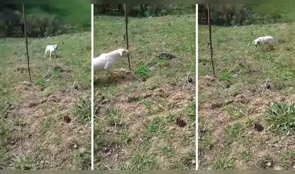 Peligroso reptil pelea con perro y todo termina de forma muy horripilante [VIDEO]