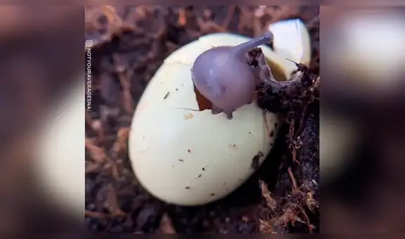Captan nacimiento de caracol que rompe el cascarón poco a poco [VIDEO]
