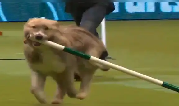 Perro ‘famoso’ tiene curiosa reacción al ver su foto en una revista [VIDEO]
