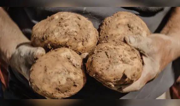 Empresas prefieren traer papa precocida de Europa, y le dan la espalda a la cosecha local