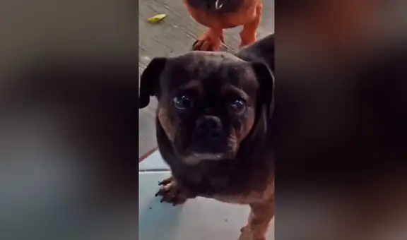 Perro lanza mirada triste a su dueña y genera ternura en TikTok [VIDEO]