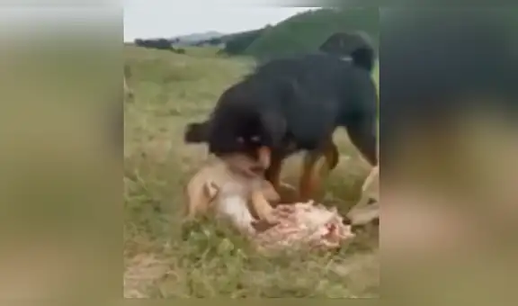 Perro se enfrenta con lobos hambrientos para que no le roben el alimento su viejo ‘amigo’ [VIDEO]