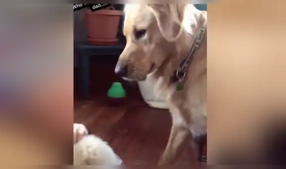 Celoso perro ve a su dueño durmiendo junto a un pequeño cachorro y tiene inesperada reacción [VIDEO]