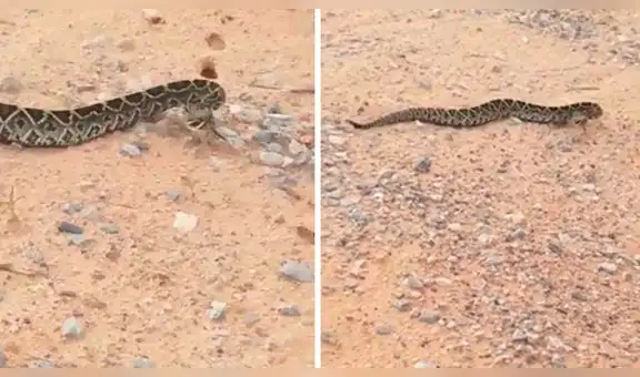 YouTube: serpiente cascabel se movía de forma peculiar y muchacha lo grabó todo