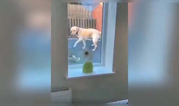 Madre encarga a su hijo vigilar a su perro y al regresar los descubre en una curiosa escena [VIDEO] 