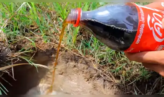 Mezcla Coca Cola con mentos dentro de extraño hoyo y cocodrilo emerge del interior [VIDEO]