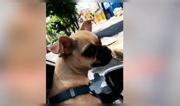 Creyó que le habían regalado un cachorro pug, pero con el tiempo descubrió que fue engañada [VIDEO]