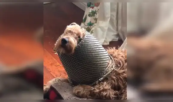 Pareja deja a su perro cuidando su hogar y al retornar descubren terrible escena [VIDEO] 