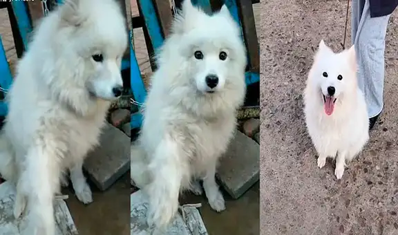 Perro que iba a ser sacrificado, ‘pide ayuda’ a joven y ella lo adopta para rescatarlo [VIDEO]