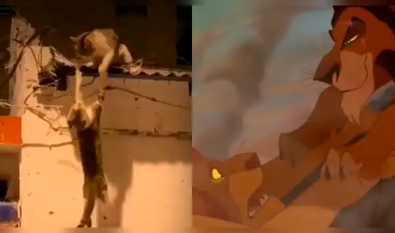 Gatos tiene feroz enfrentamiento y miles lo comparan con la más triste escena de El rey león [VIDEO]