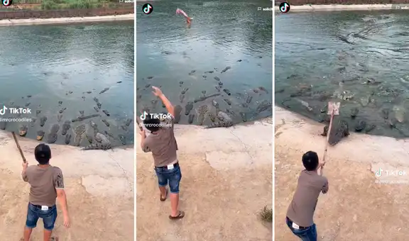 ¡Trabajo extremo! Alimenta a congregación de cocodrilos y deja en shock a usuarios en TikTok