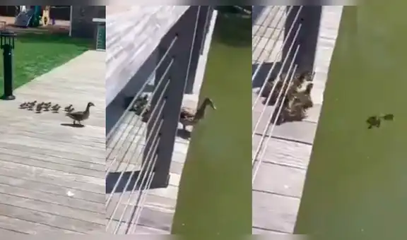 Mamá pata muestra a sus críos cómo lanzarse al agua y estos la siguen tirándose de uno en uno [VIDEO]