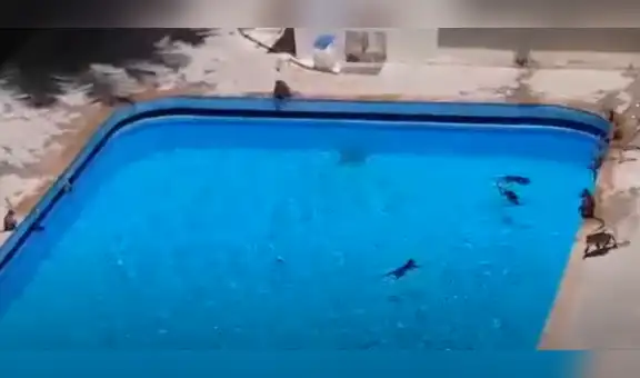 Monos son captados jugando dentro de piscina mientras dueños del lugar pasan cuarentena [VIDEO]