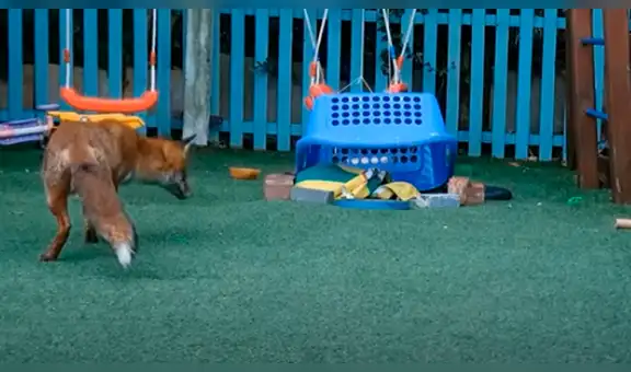 Descubren a pequeño zorro atrapado en su jardín y lo ayudan a reencontrarse con su madre [VIDEO] 