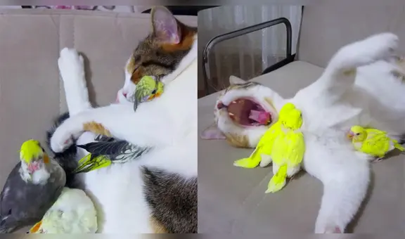 Deja a gato en compañía de loritos y al volver los capta en una conmovedora escena [VIDEO]