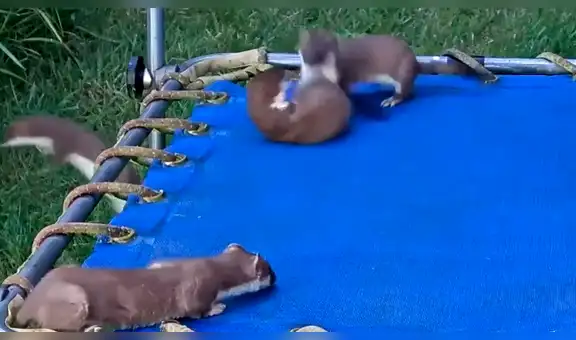 Hombre crea parque de juegos para sus hijos, pero animales se apoderan del lugar [VIDEO]