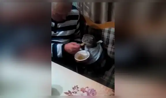 Hombre prohibió llevar mascotas a su casa, pero lo descubren en adorable escena junto al gato de su hija [VIDEO]