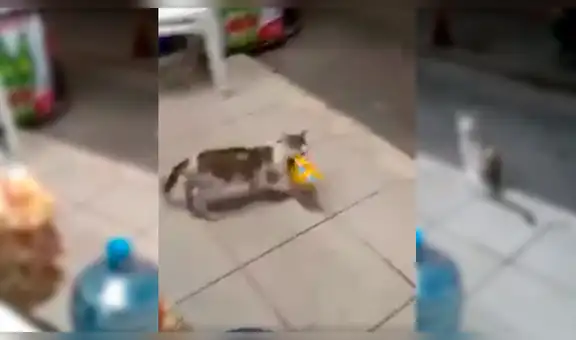 Gato callejero trata de robar comida de una tienda, sin presagiar la reacción del dueño [VIDEO]