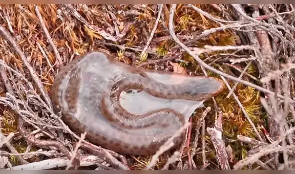 Extraño momento en que serpiente bebé sale de su saco amniótico y no de un huevo [VIDEO]