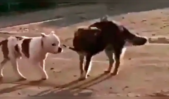 Perro callejero encuentra a pitbull sujetado a una cerca, lo libera y huyen juntos [VIDEO]