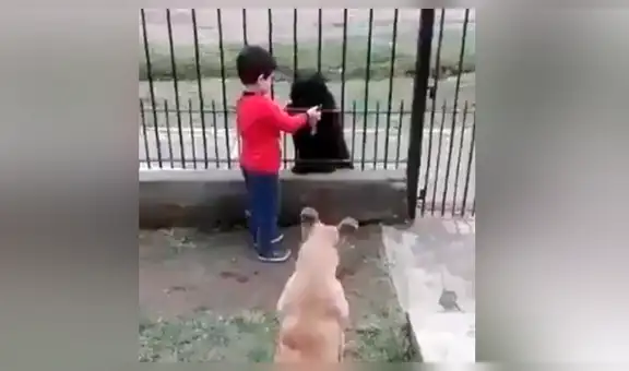 Niño ve a perro callejero hambriento y le da de comer del plato de su mascota [VIDEO]