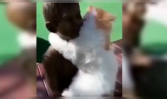 Gato se aferra a una estatua de niño y lo abraza pensando que es su amo [VIDEO]