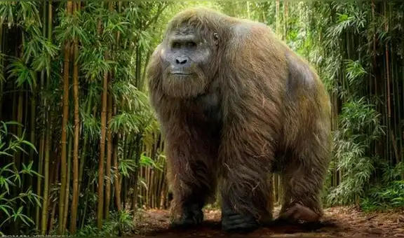 Hallan nueva evidencia de ‘King Kong’, el simio más grande que ha existido