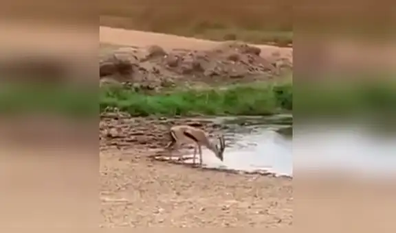 Hambrienta leona acecha a ciervo, sin imaginar que presa usaría truco para no ser devorado [VIDEO]