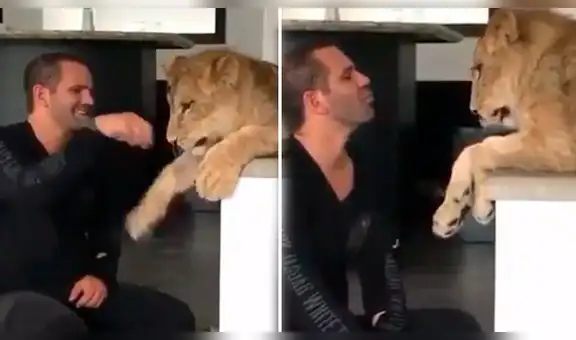 Chico arriesga su vida al colocar su mano en las fauces de voraz león y sucede lo peor [VIDEO]