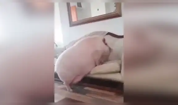Pensó que había adoptado un mini pig, pero con el tiempo se dio cuenta de la verdad [VIDEO] 