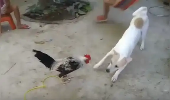Perro enfrenta a gallo para asustarlo, pero este lo sorprende con curioso comportamiento [VIDEO]