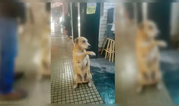 Rescatan perro callejero que ‘daba la patita’ a peatones a cambio de comida [FOTOS]