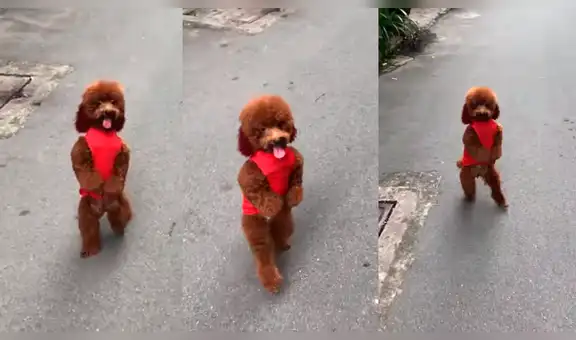 Facebook: La terrible verdad detrás del video del perro que camina en dos patas 