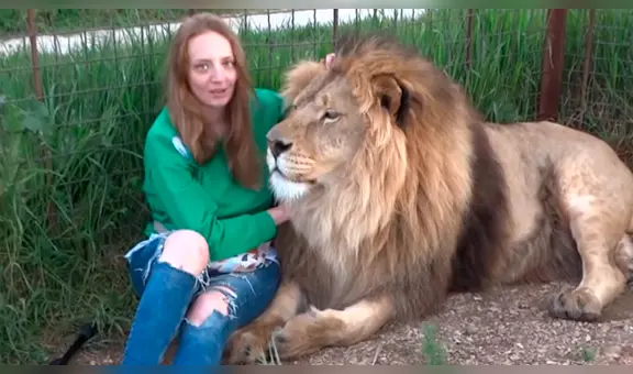 Mujer hace safari en peligroso campo de leones y felino se comporta como un tierno ‘gatito’ [VIDEO]