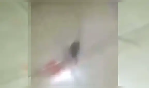 Trata de deshacerse de ratón ‘muerto’ que estaba en su cocina y se lleva tremendo susto [VIDEO]