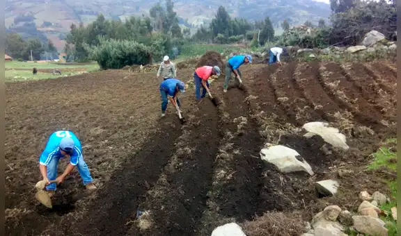 Siembra de arroz y papa se redujo hasta en 8.000 hectáreas en primeros meses de esta campaña agrícola