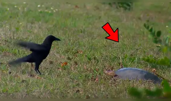 YouTube viral: mamá tortuga defiende sus huevos del feroz ataque de un cuervo y final sorprende [VIDEO]